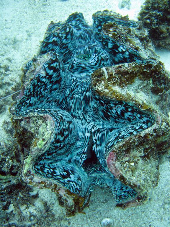Ningaloo Coral Bay - Bayview Hotel Eksteriør billede